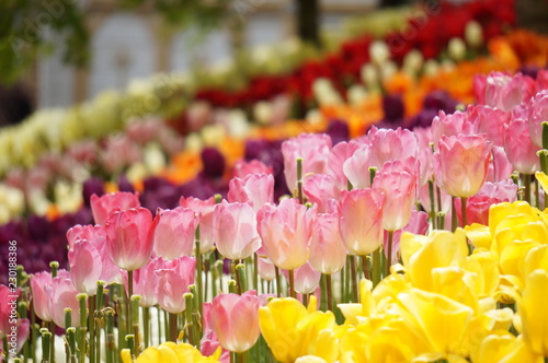 Tulips in a park