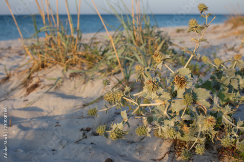 Fotografie, Obraz Green bur with dry grass at empty summer beach in the morning