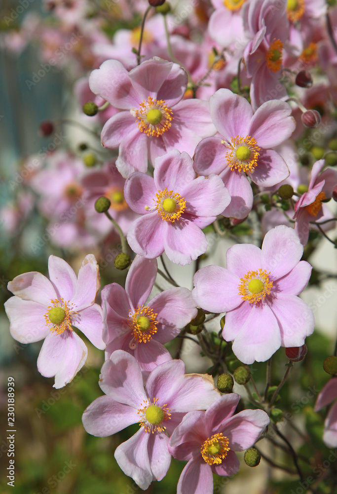 Anemone hupehensis