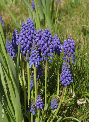 Muscari