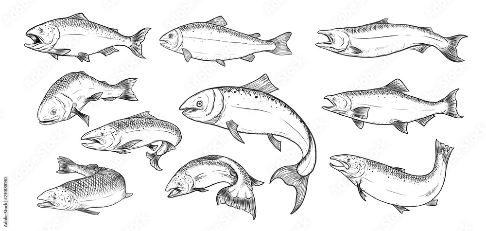 Fototapeta premium Salmon art highly detailed in line art style.Fish vector by hand drawing.Fish tattoo on white background.Black and white fish vector on white background.Salmon fish sketch for coloring book.