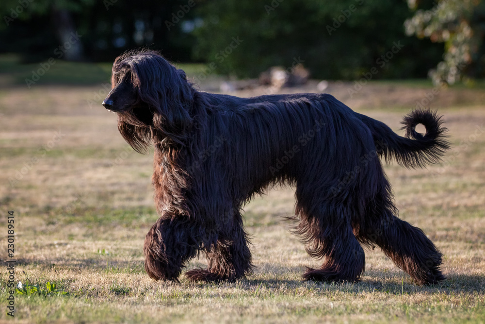 Afghan Hound is running in the park Afghan Hound is running in the park