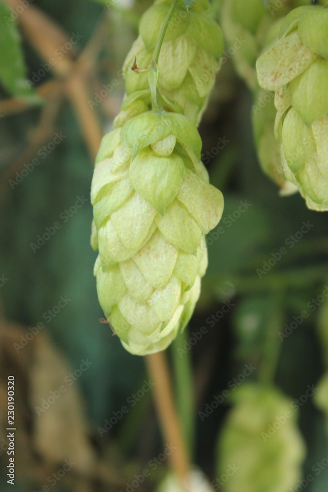 green hops green hops