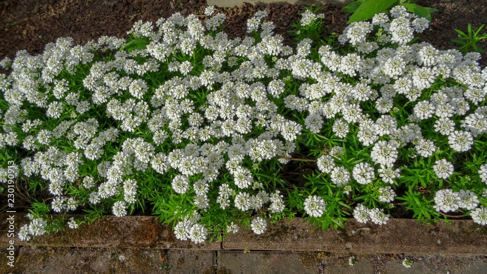 white garden flowers