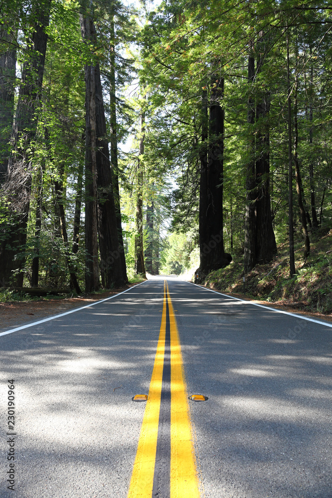 Fototapeta premium Road through the Redwoods