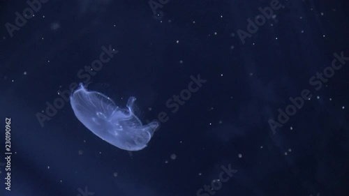 Aurelia aurita, Moon jelly, Saucer jelly, jellyfish, 4K, raw photo