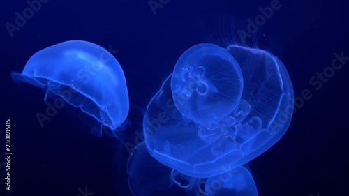 Aurelia aurita, Moon jelly, Saucer jelly, jellyfish, 4K, raw photo