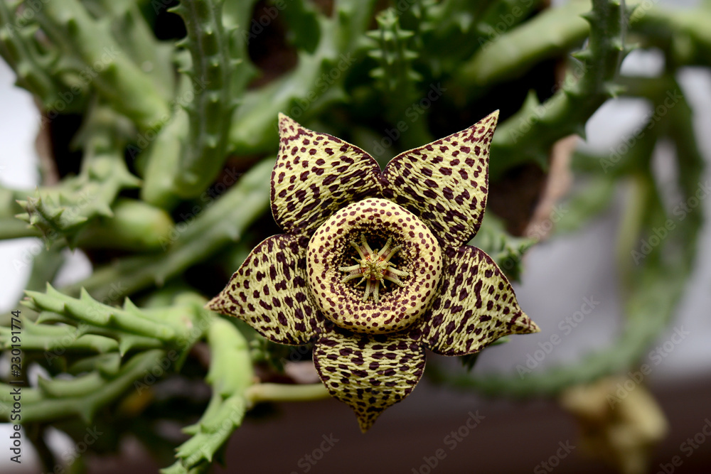 Fototapeta premium Stapelia variegata flower