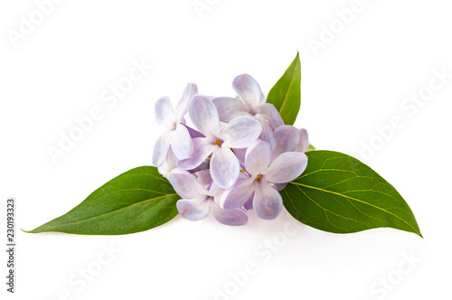 Lilac flowers isolated on white background © sasapanchenko