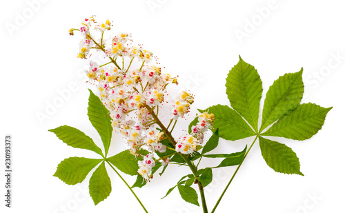 Horse-chestnut (Aesculus) with leawes and flower. Isolated on white background
