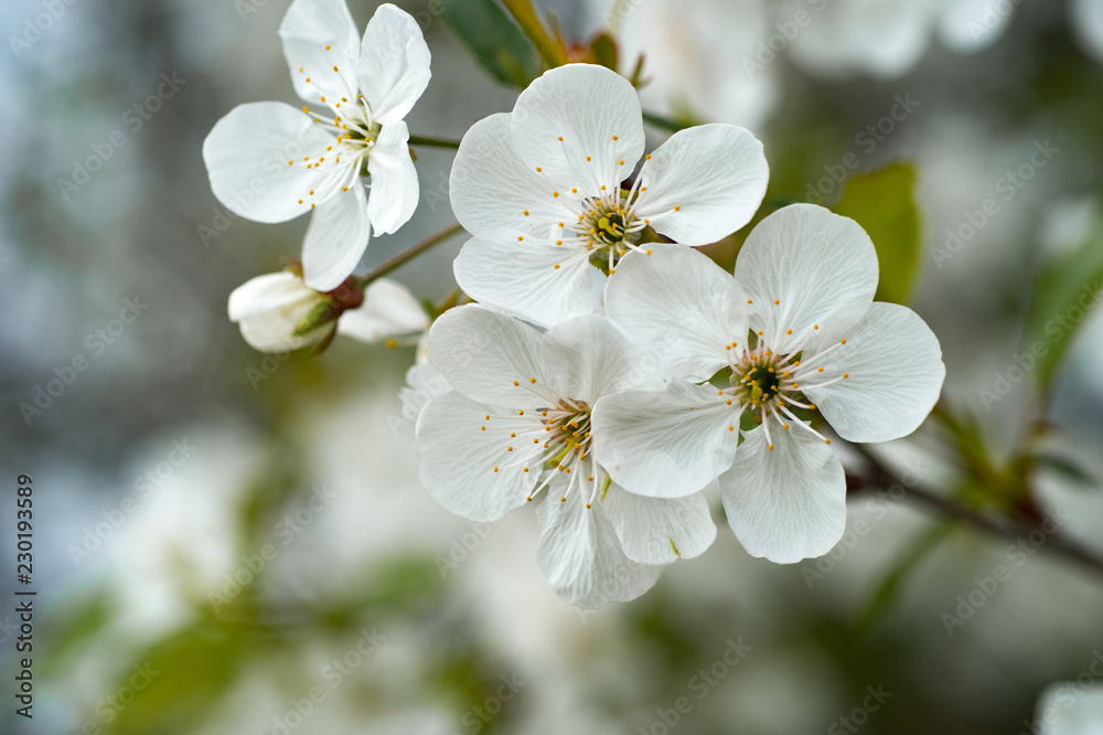 cherry blossoms in the garden in the spring close-up cherry blossoms in the garden in the spring close-up
