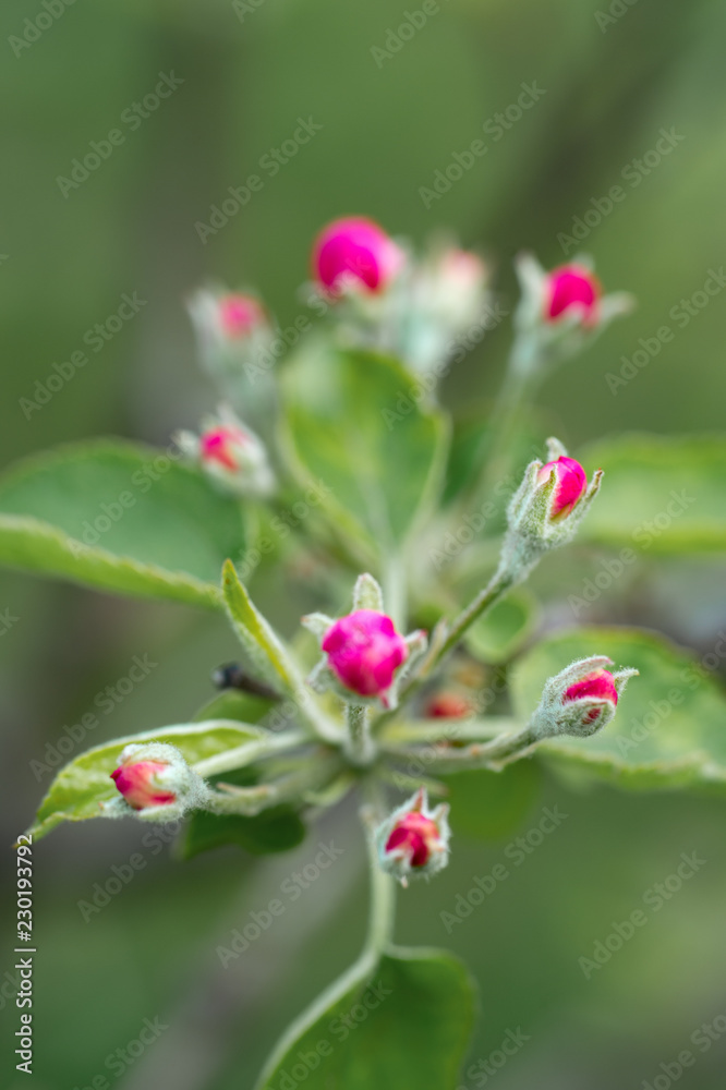 branches of a blossoming apple tree in a spring garden, nature background with selective focus branches of a blossoming apple tree in a spring garden, nature background with selective focus