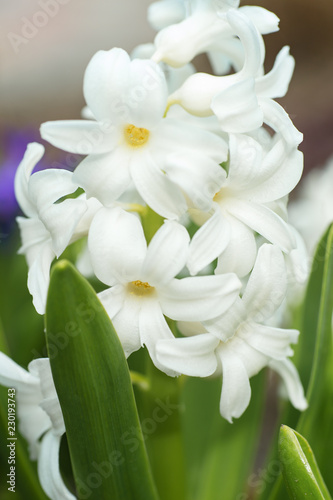 White Hyacinthus flower in spring garden
