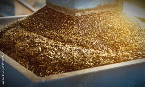 Production of rapeseed oil, processing of oilseed rapeseed, supply of rapeseed oil seeds to the cold pressing press, close-up, industry photo