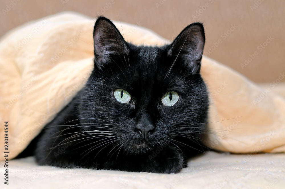 Portrait of a black cat lying under a plaid.