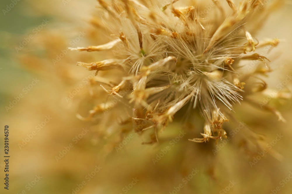 Seeds Seeds
