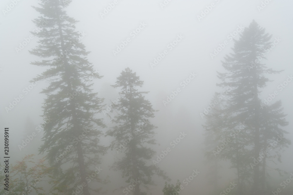 Landscape on a foggy forest