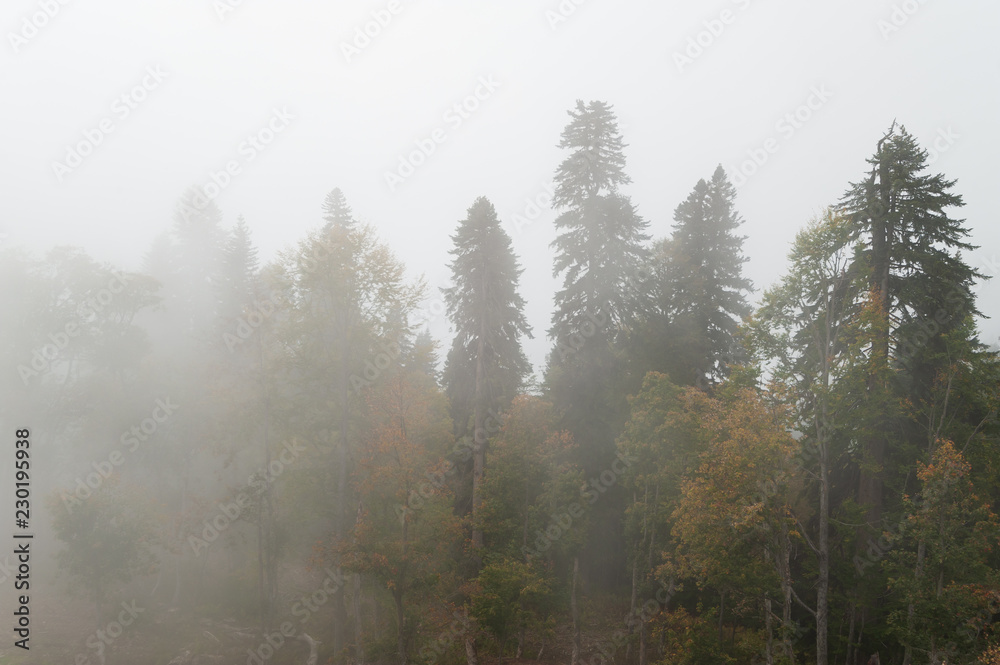 Landscape on a foggy forest, top view Landscape on a foggy forest, top view