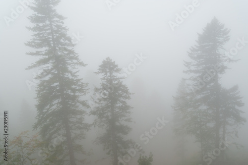 Landscape on a foggy forest