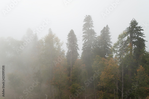 Landscape on a foggy forest, top view
