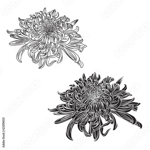 Black and white chrysanthemums line set isolated on white background. Spring summer flowers illustration.