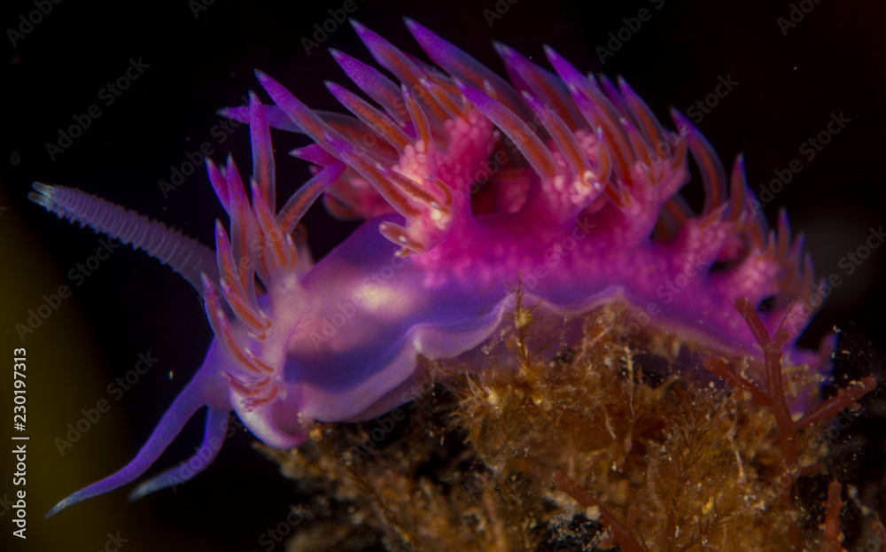 nudibranquio en la costa brava, mar mediterraneo nudibranquio en la costa brava, mar mediterraneo