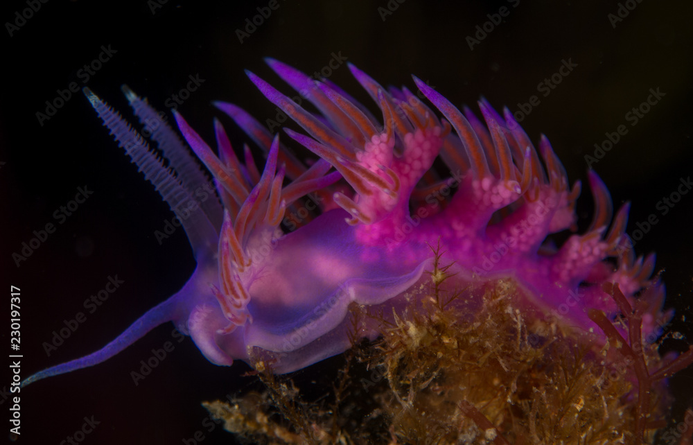 nudibranquio en la costa brava, mar mediterraneo