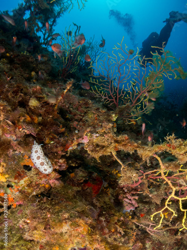 Fototapeta Naklejka Na Ścianę i Meble -  nudibranquio en la costa brava, mar mediterraneo