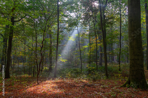 Forest