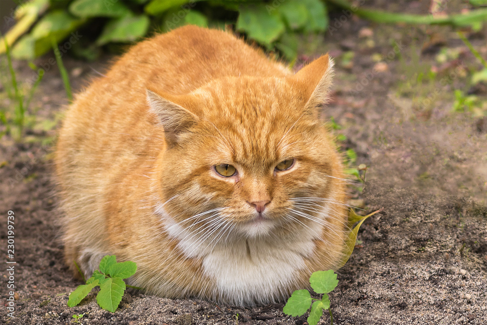 The ginger/ yellow / red  cat lying on an empty autumn flowerbed. A background is blurred