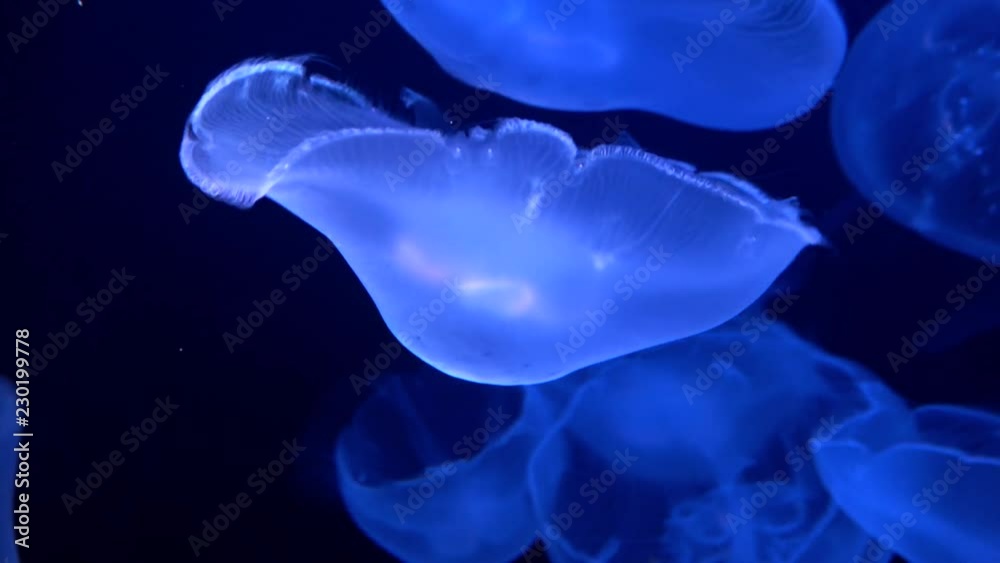 Aurelia aurita, Moon jelly, Saucer jelly, jellyfish, 4K, raw Aurelia aurita, Moon jelly, Saucer jelly, jellyfish, 4K, raw