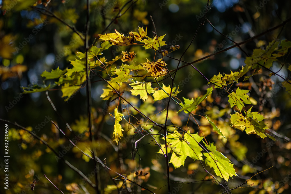 abstract background pattern of yellow autumn tree leaves abstract background pattern of yellow autumn tree leaves