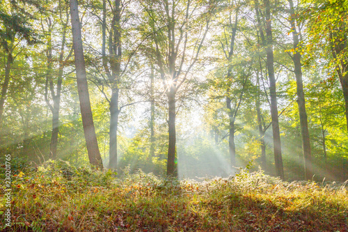 Foret