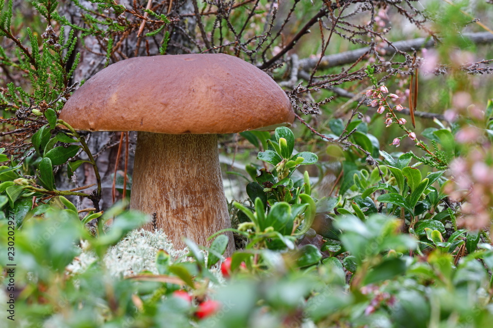 King boletus mushroom with red cape in the forest close up. Surrounded by green plants and woods. King boletus mushroom with red cape in the forest close up. Surrounded by green plants and woods.