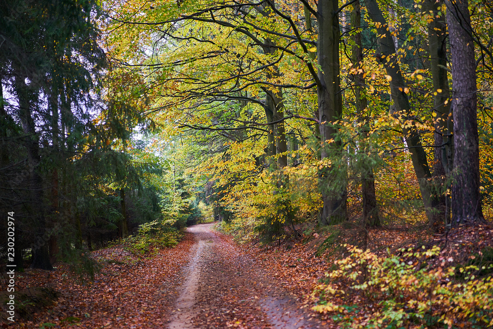 Autumn path in wood or forest in foggy cold weather, woodland floor covered in bright orange fall leaves and beech trees leaves are also in full autumn colours. 