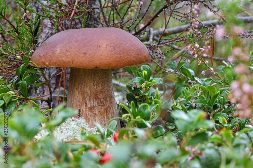 King boletus mushroom with red cape in the forest close up. Surrounded by green plants and woods. 