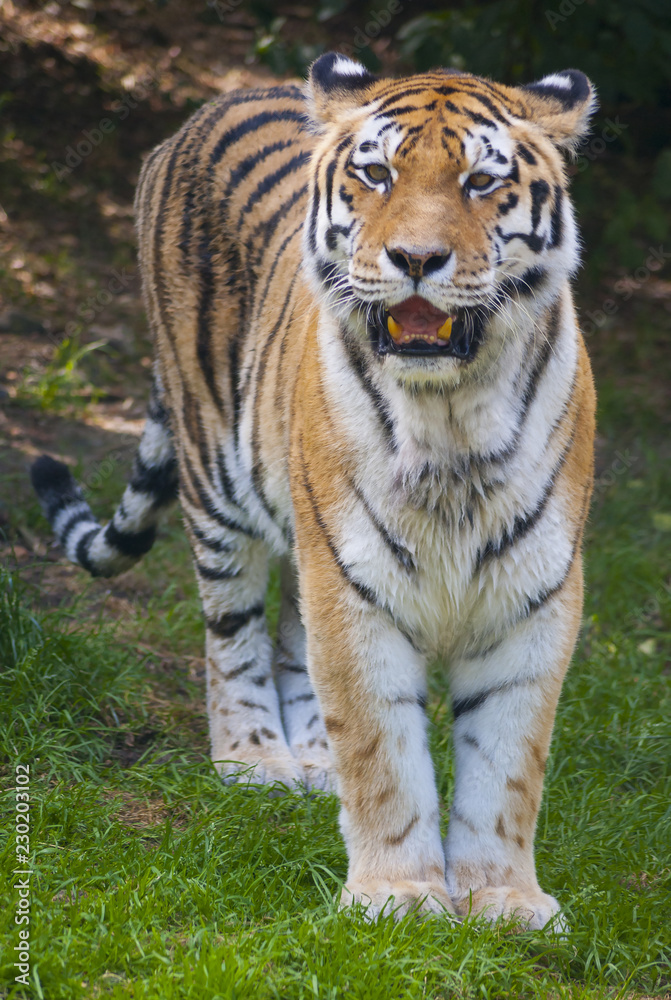 Tiger wild cat potrait hunting waiting for prey