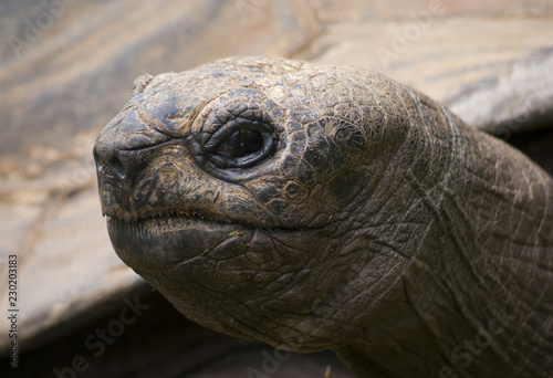 Galapagos giant tortoise turtle portrait