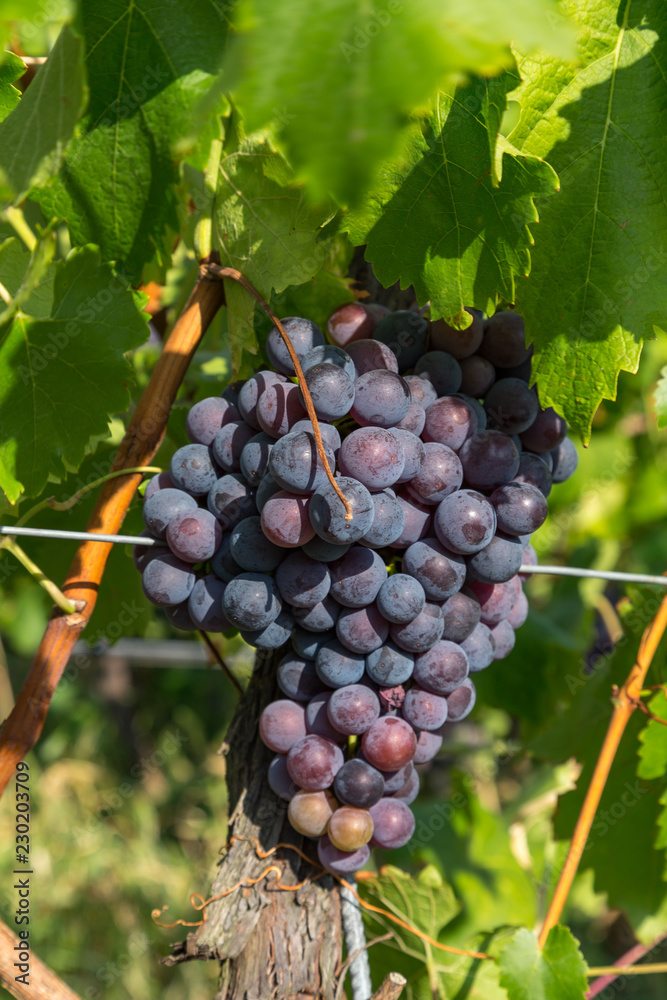 Obraz premium vineyard