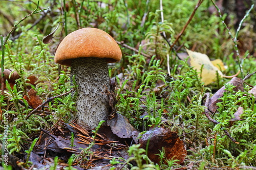 Picturesque red-capped scaber stalk (Leccinum aurantiacum) close up. Surrounded with green moss and dry leaves. Fungi, mushroom in the autumn forest.