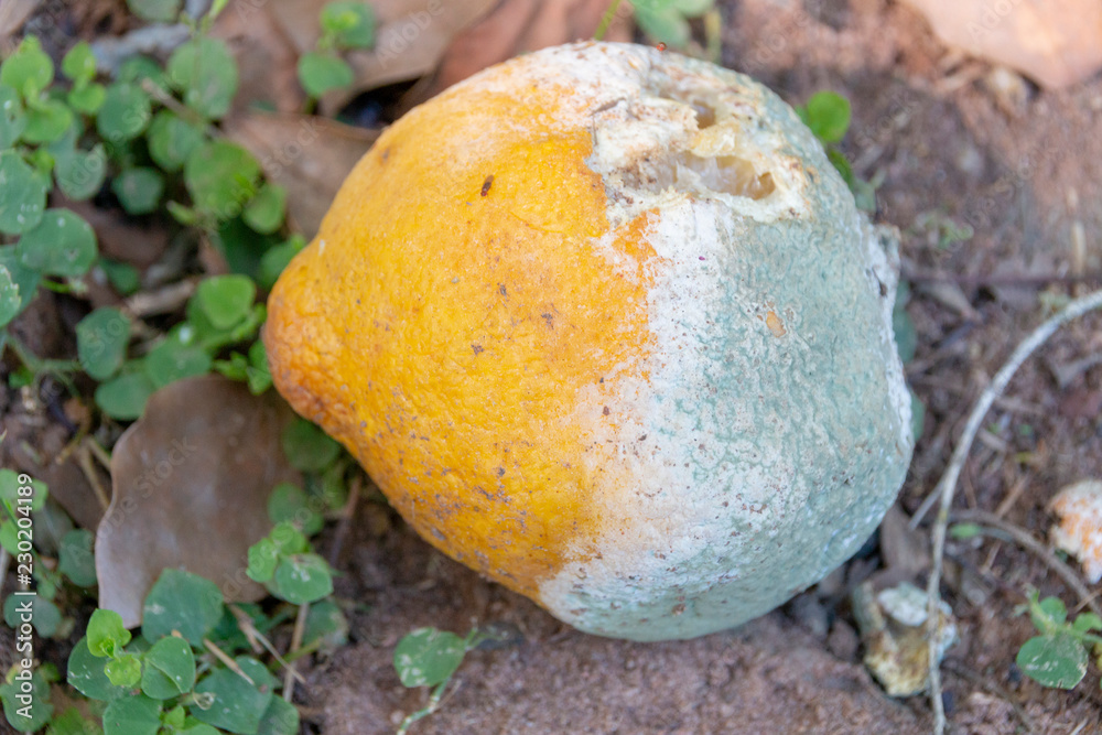 A Old Lemon A Old Lemon