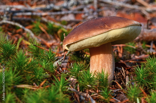  King boletus mushroom close up. Autumn cep mushrooms. Cooking delicious organic mushroom. Gourmet food.