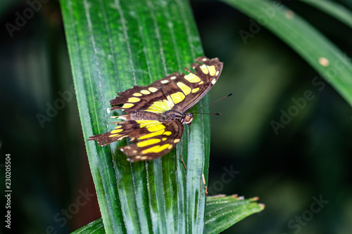 Papillon Papilio thoas ou Grand voilier sur une fleur