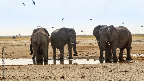 Photography Elephants near a waterhole