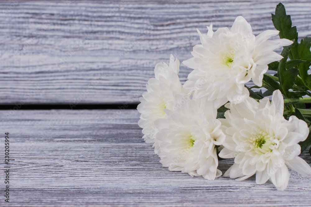 Bunch of white chrysanthemums on wooden background. Romantic background with bouquet of white flowers, copy space. Holiday greeting card. Bunch of white chrysanthemums on wooden background. Romantic background with bouquet of white flowers, copy space. Holiday greeting card.