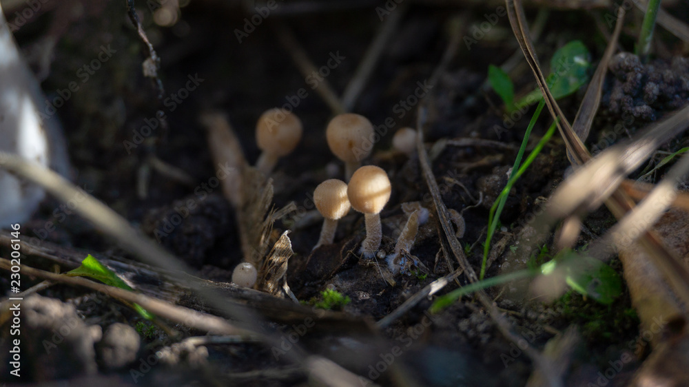 mushroom in forest mushroom in forest