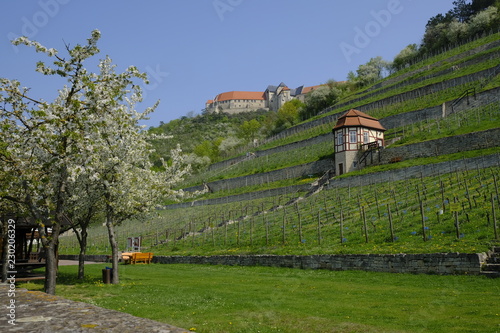 Herzoglicher Weinberg unterhalb von Schloss Neuenburg bei Freyburg, Burgenlandkreis, Sachsen-Anhalt, Deutschland..... photo