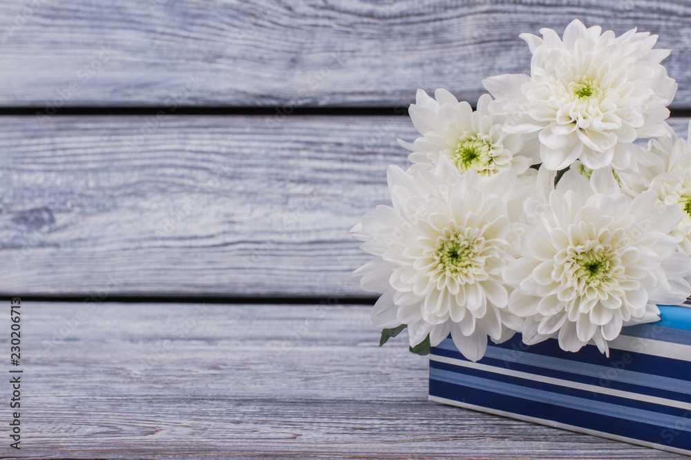 Fototapeta premium Beautiful autumn chrysanthemums and gift box. Gift box with bouquet of white flowers on rustic wood and copy space.
