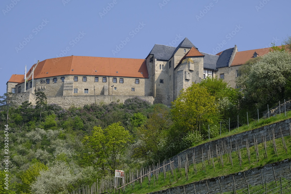 Herzoglicher Weinberg unterhalb von Schloss Neuenburg bei Freyburg, Burgenlandkreis, Sachsen-Anhalt, Deutschland.....
