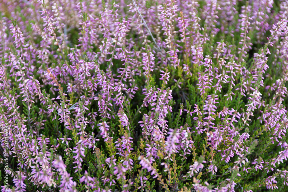 Blooming wild heather in a botanical garden. Blooming wild heather in a botanical garden.